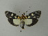  ( - BC ZSM Lep 20809)  @14 [ ] CreativeCommons - Attribution Non-Commercial Share-Alike (2010) Unspecified SNSB, Zoologische Staatssammlung Muenchen
