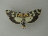  (Vitessa UB13 - BC ZSM Lep 20844)  @14 [ ] CreativeCommons - Attribution Non-Commercial Share-Alike (2010) Unspecified SNSB, Zoologische Staatssammlung Muenchen