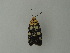  (Vitessa UB16 - BC ZSM Lep 20847)  @12 [ ] CreativeCommons - Attribution Non-Commercial Share-Alike (2010) Unspecified SNSB, Zoologische Staatssammlung Muenchen