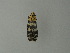  (Vitessa UB17 - BC ZSM Lep 20848)  @12 [ ] CreativeCommons - Attribution Non-Commercial Share-Alike (2010) Unspecified SNSB, Zoologische Staatssammlung Muenchen