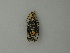  (Vitessa UB18 - BC ZSM Lep 20849)  @12 [ ] CreativeCommons - Attribution Non-Commercial Share-Alike (2010) Unspecified SNSB, Zoologische Staatssammlung Muenchen