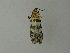  (Vitessa UB20 - BC ZSM Lep 20851)  @12 [ ] CreativeCommons - Attribution Non-Commercial Share-Alike (2010) Unspecified SNSB, Zoologische Staatssammlung Muenchen