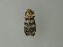  (Vitessa UB23 - BC ZSM Lep 20854)  @12 [ ] CreativeCommons - Attribution Non-Commercial Share-Alike (2010) Unspecified SNSB, Zoologische Staatssammlung Muenchen