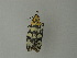  (Vitessa UB24 - BC ZSM Lep 20855)  @12 [ ] CreativeCommons - Attribution Non-Commercial Share-Alike (2010) Unspecified SNSB, Zoologische Staatssammlung Muenchen
