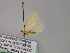  ( - BC ZSM Lep 22567)  @12 [ ] CreativeCommons - Attribution Non-Commercial Share-Alike (2010) Unspecified SNSB, Zoologische Staatssammlung Muenchen