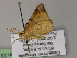  ( - BC ZSM Lep 22581)  @12 [ ] CreativeCommons - Attribution Non-Commercial Share-Alike (2010) Unspecified SNSB, Zoologische Staatssammlung Muenchen