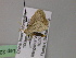  ( - BC ZSM Lep 22582)  @12 [ ] CreativeCommons - Attribution Non-Commercial Share-Alike (2010) Unspecified SNSB, Zoologische Staatssammlung Muenchen