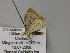  ( - BC ZSM Lep 22583)  @12 [ ] CreativeCommons - Attribution Non-Commercial Share-Alike (2010) Unspecified SNSB, Zoologische Staatssammlung Muenchen