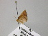  (Idaea foedata - BC ZSM Lep 22589)  @12 [ ] CreativeCommons - Attribution Non-Commercial Share-Alike (2010) Unspecified SNSB, Zoologische Staatssammlung Muenchen