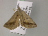  ( - BC ZSM Lep 22592)  @13 [ ] CreativeCommons - Attribution Non-Commercial Share-Alike (2010) Unspecified SNSB, Zoologische Staatssammlung Muenchen