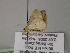 ( - BC ZSM Lep 22596)  @12 [ ] CreativeCommons - Attribution Non-Commercial Share-Alike (2010) Unspecified SNSB, Zoologische Staatssammlung Muenchen