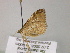  ( - BC ZSM Lep 22598)  @12 [ ] CreativeCommons - Attribution Non-Commercial Share-Alike (2010) Unspecified SNSB, Zoologische Staatssammlung Muenchen
