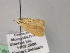  ( - BC ZSM Lep 22620)  @12 [ ] CreativeCommons - Attribution Non-Commercial Share-Alike (2010) Unspecified SNSB, Zoologische Staatssammlung Muenchen