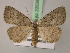  ( - BC ZSM Lep 22636)  @14 [ ] CreativeCommons - Attribution Non-Commercial Share-Alike (2010) Unspecified SNSB, Zoologische Staatssammlung Muenchen