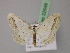  (Scopula AH01Pk - BC ZSM Lep 22648)  @11 [ ] CreativeCommons - Attribution Non-Commercial Share-Alike (2010) Unspecified SNSB, Zoologische Staatssammlung Muenchen