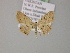  (Scopula minorataAH01Pk - BC ZSM Lep 22658)  @13 [ ] CreativeCommons - Attribution Non-Commercial Share-Alike (2010) Unspecified SNSB, Zoologische Staatssammlung Muenchen