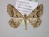  ( - BC ZSM Lep 22668)  @11 [ ] CreativeCommons - Attribution Non-Commercial Share-Alike (2010) Unspecified SNSB, Zoologische Staatssammlung Muenchen