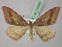  (Rhodostrophia - BC ZSM Lep 22689)  @15 [ ] CreativeCommons - Attribution Non-Commercial Share-Alike (2010) Unspecified SNSB, Zoologische Staatssammlung Muenchen