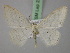  (Scopula subpunctariaAH01Pk - BC ZSM Lep 22692)  @14 [ ] CreativeCommons - Attribution Non-Commercial Share-Alike (2010) Unspecified SNSB, Zoologische Staatssammlung Muenchen