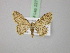  (Scopula AH04Pk - BC ZSM Lep 22706)  @11 [ ] CreativeCommons - Attribution Non-Commercial Share-Alike (2010) Unspecified SNSB, Zoologische Staatssammlung Muenchen