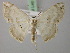  (Somatina anthophilataAH01Pk - BC ZSM Lep 22719)  @14 [ ] CreativeCommons - Attribution Non-Commercial Share-Alike (2010) Unspecified SNSB, Zoologische Staatssammlung Muenchen