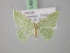  (Xenochlorodes AH01Pk - BC ZSM Lep 22722)  @11 [ ] CreativeCommons - Attribution Non-Commercial Share-Alike (2010) Unspecified SNSB, Zoologische Staatssammlung Muenchen