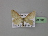  ( - BC ZSM Lep 24132)  @13 [ ] Copyright (2010) Unspecified SNSB, Zoologische Staatssammlung Muenchen