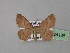  ( - BC ZSM Lep 24136)  @11 [ ] Copyright (2010) Unspecified SNSB, Zoologische Staatssammlung Muenchen