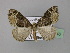  ( - BC ZSM Lep 24146)  @11 [ ] Copyright (2010) Unspecified SNSB, Zoologische Staatssammlung Muenchen