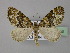  ( - BC ZSM Lep 24166)  @13 [ ] Copyright (2010) Unspecified SNSB, Zoologische Staatssammlung Muenchen