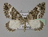  ( - BC ZSM Lep 24171)  @15 [ ] Copyright (2010) Unspecified SNSB, Zoologische Staatssammlung Muenchen