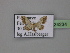  ( - BC ZSM Lep 24234)  @11 [ ] CreativeCommons - Attribution Non-Commercial Share-Alike (2010) Unspecified SNSB, Zoologische Staatssammlung Muenchen