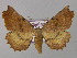  ( - BC ZSM Lep 24242)  @11 [ ] CreativeCommons - Attribution Non-Commercial Share-Alike (2010) Unspecified SNSB, Zoologische Staatssammlung Muenchen