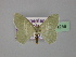  ( - BC ZSM Lep 24259)  @11 [ ] CreativeCommons - Attribution Non-Commercial Share-Alike (2010) Unspecified SNSB, Zoologische Staatssammlung Muenchen