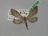  (Eueupithecia cisplatensis - BC ZSM Lep 24265)  @13 [ ] CreativeCommons - Attribution Non-Commercial Share-Alike (2010) Unspecified SNSB, Zoologische Staatssammlung Muenchen