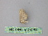  (Idaea ortali - BC ZSM Lep 24283)  @12 [ ] CreativeCommons - Attribution Non-Commercial Share-Alike (2010) Unspecified SNSB, Zoologische Staatssammlung Muenchen