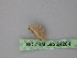  ( - BC ZSM Lep 24284)  @13 [ ] CreativeCommons - Attribution Non-Commercial Share-Alike (2010) Unspecified SNSB, Zoologische Staatssammlung Muenchen