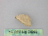  ( - BC ZSM Lep 24293)  @12 [ ] CreativeCommons - Attribution Non-Commercial Share-Alike (2010) Unspecified SNSB, Zoologische Staatssammlung Muenchen