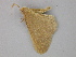  ( - BC ZSM Lep 24304)  @11 [ ] CreativeCommons - Attribution Non-Commercial Share-Alike (2010) Unspecified SNSB, Zoologische Staatssammlung Muenchen