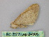  ( - BC ZSM Lep 24305)  @11 [ ] CreativeCommons - Attribution Non-Commercial Share-Alike (2010) Unspecified SNSB, Zoologische Staatssammlung Muenchen