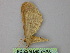  ( - BC ZSM Lep 24306)  @11 [ ] CreativeCommons - Attribution Non-Commercial Share-Alike (2010) Unspecified SNSB, Zoologische Staatssammlung Muenchen