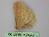  ( - BC ZSM Lep 24307)  @11 [ ] CreativeCommons - Attribution Non-Commercial Share-Alike (2010) Unspecified SNSB, Zoologische Staatssammlung Muenchen