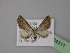  ( - BC ZSM Lep 24311)  @14 [ ] CreativeCommons - Attribution Non-Commercial Share-Alike (2010) Unspecified SNSB, Zoologische Staatssammlung Muenchen