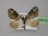  ( - BC ZSM Lep 24314)  @13 [ ] CreativeCommons - Attribution Non-Commercial Share-Alike (2010) Unspecified SNSB, Zoologische Staatssammlung Muenchen