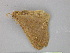  ( - BC ZSM Lep 24339)  @11 [ ] CreativeCommons - Attribution Non-Commercial Share-Alike (2010) Unspecified SNSB, Zoologische Staatssammlung Muenchen