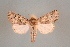 (Luperina siegeli - BC ZSM Lep 24360)  @11 [ ] Copyright (2010) Unspecified SNSB, Zoologische Staatssammlung Muenchen