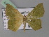  (Traminda vividaria - BC ZSM Lep 24377)  @14 [ ] CreativeCommons - Attribution Non-Commercial Share-Alike (2010) Unspecified SNSB, Zoologische Staatssammlung Muenchen