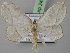  (Scopula AH01Ke - BC ZSM Lep 24382)  @14 [ ] CreativeCommons - Attribution Non-Commercial Share-Alike (2010) Unspecified SNSB, Zoologische Staatssammlung Muenchen