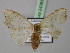  (Problepsis BOLD:AAJ3760 - BC ZSM Lep 24383)  @13 [ ] CreativeCommons - Attribution Non-Commercial Share-Alike (2010) Unspecified SNSB, Zoologische Staatssammlung Muenchen