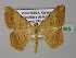  ( - BC ZSM Lep 24399)  @13 [ ] CreativeCommons - Attribution Non-Commercial Share-Alike (2010) Unspecified SNSB, Zoologische Staatssammlung Muenchen